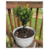 Gardenia plant in plastic pot - 11" x 14.5" dia