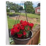 Hanging planter w/ begonias (no shipping)