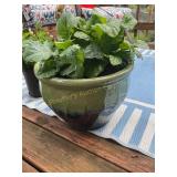 Ceramic planter 10.5" tall x 15" dia w/Gerber