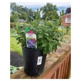 Balloon flower needs potted (NO shipping)