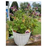 Geranium plant I 7.5" plastic pot (no shipping)