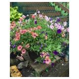 Potted petunia & African Daisy 14"plastic pot