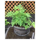 Potted citronella plant - 7" plastic pot