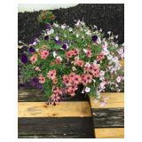 Potted, petunias & African daisy - 14" plastic pot