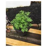 Potted citronella plant w/12" plastic pot