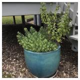 Ceramic flower pot & plant 16'x21ï¿½ (has crack)