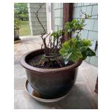 Pot w/ plant 13' h x 19ï¿½ dia