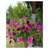 Petunias hanging basket