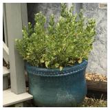 Ceramic flower pot w/plant 16'x21ï¿½