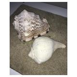 2 Seashells - largest 9'