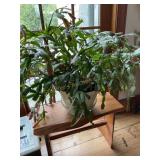 Christmas Cactus