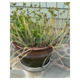 Pot w/ plants 10' x 15ï¿½