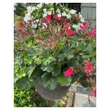Geranium hanging pot