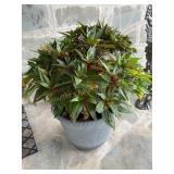 Pot W/ plant