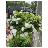 White flower hanging pot