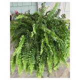 Boston Fern