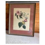 Framed print, Blue winged yellow warbler, John