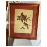 Framed print, Cardinal Grosbeak, John James
