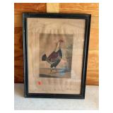 Framed print, C R Stock, gamecock, 17x23'