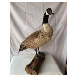 Canadian Goose mount 21' x 24', No Shipping