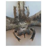 Dragonfly pin, marked 925, 2" wide, weight .21 oz