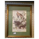 Framed Print of Birds