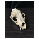 Fox Skull