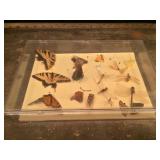 Insect Collection