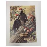 Carl Brenders - "Pileated Woodpecker" - Ltd Ed