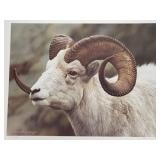 Carl Brenders - "Dall Sheep" - Ltd Edition