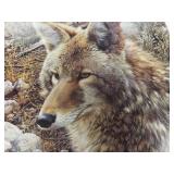 Carl Brenders - "Coyote" - Ltd Edition