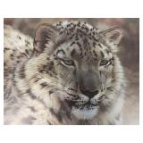 Carl Brenders - "Snow Leopard" - Ltd Edition