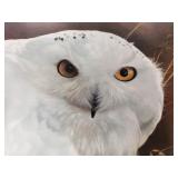 Carl Brenders - "Snowy Owl" - Ltd Edition