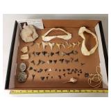 Shark Tooth Collection