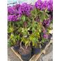 Waupun Nursery Stock Online Auction
