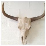 Large steer skull