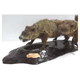 Mounted woodchuck/ groundhog grouping