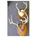 2 mounted antler sets
