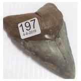 4 1/2" megalodon tooth