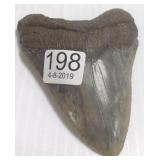 4 1/2" megalodon tooth