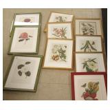 10 assorted framed colored botanicals, prints