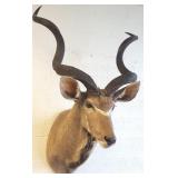Kudo head & shoulder mount