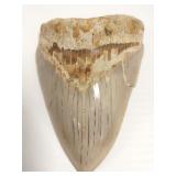 Megalodon (extinct shark) 5 3/4" tooth (as seen)