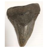 Megalodon (extinct shark) 5" tooth