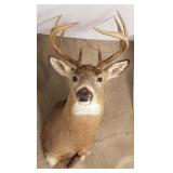 8 point white-tailed deer head & shoulder mount -