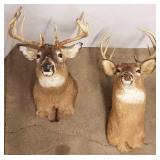 2 white-tailed deer head and shoulder mounts - 1