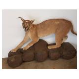 Caracal full body mount - 33" L
