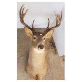 10 point white-tailed deer head & shoulder mount