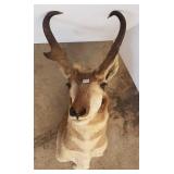 Pronghorn antelope head & shoulder mount -
