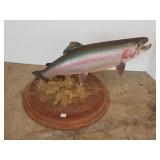 Rainbow trout mount on wood base